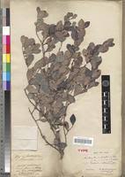 Image result for Mystroxylon