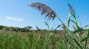 Image result for Phragmites mauritianus