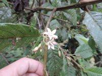 Image result for Galiniera saxifraga