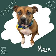 Mobile dog groomer with personalized custom service