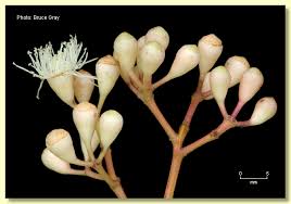 Image result for Cribbia brachyceras