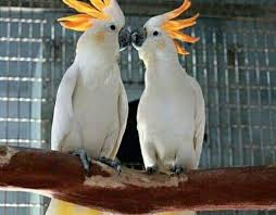 Burung kakak tua termasuk golongan dari jenis burung hias. Tips Cara Merawat Burung Kakatua Dengan Mudah Juraganhobi Com