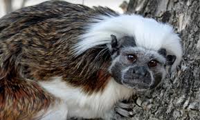 However, many towns don't offer this interesting & educational activity. Wild Things Zoofari Houston Indoor Petting Zoo In Austin Groupon