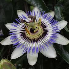 Image result for Passiflora caerulea