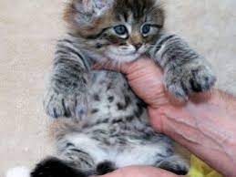 Pixie Bob Cats And Kittens For Sale In The Uk Pets4homes Cats Pixie Bob Kittens Pixie Bob Cats