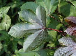 Image result for Jatropha gossypiifolia