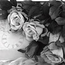 Nature’s most basic color palette supplies its owners with  a surprising array of survival techniques. Black And White Roses On French Parisian Book Modern Black White Roses Flowers Fleurs Home Decor Photograph By Kathy Fornal