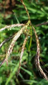 Image result for Euclasta