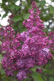 Syringa Declaration White Flower Farm Lilac Flowers Syringa