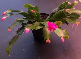 How do you get a christmas cactus to bloom? Finally Got A Flower To Bloom On My Thanksgiving Cactus Indoorgarden
