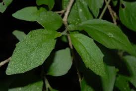 Image result for Erythrococca