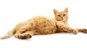 Wie Lange Tragen Katzen Katzenwelt Net