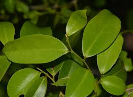 Image result for Artabotrys monteiroae