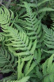 Image result for Deparia