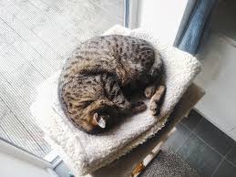 However, in healthy cats, the increase in sleep needs should evolve gradually over time. Why Do Cats Sleep So Much Seven Facts About Sleeping Cats Poc