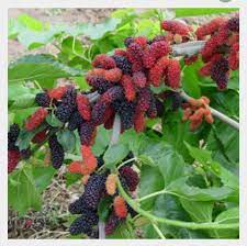 Buah zuriat merupakan buah yang bisa meskipun khasiat buah zuriat madinah yang sudah terbukti memberikan hasil yang bagus untuk. Khasiat Buah Mulberry Added A New Khasiat Buah Mulberry