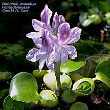 Root Of Water Hyacinth