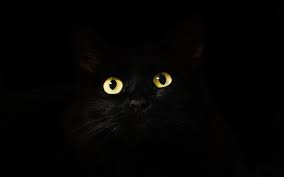 تحميل خلفيات الظلام 4k القط الأسود عيون صفراء Mazzle القطط