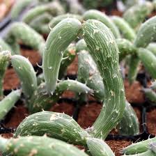 Image result for Senecio viminalis