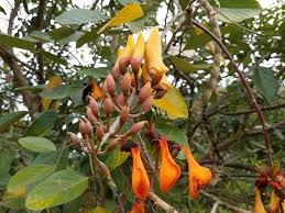 Image result for Erythrina fusca
