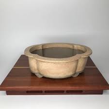 Image result for Cussonia zimmermannii