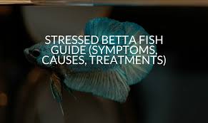 Stressed Betta Fish Guide Symptoms Causes Treatments