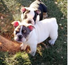 R 4 500 for sale. Lubbock S Pets Plus Asks For Help In Finding Stolen English Bulldog Puppies