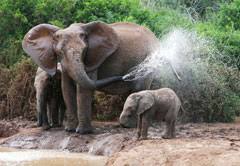 We did not find results for: South Africa Wildlife And Wildlife Reserves