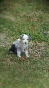 Learn how to potty train a puppy in 6 days for free. Australian Shepherds For Sale In Missouri