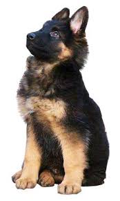 Image result for dog image no background