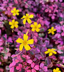 Oxalis triangularis, otherwise known as the purple shamrock is a lovely addition to any houseplant collection. Oxalis Plum Crazy Buy Online At Annie S Annuals