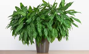 See our list of the best houseplants for low light! Best Indoor Plants For Your Home Or Office The Home Depot