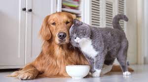 How much is pet insurance? Pets Eternal Brisbane Gold Coast Pet Cemetery Cremation Memorials