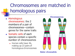 Homologous chromosomes are a pair of dna molecules which contain information for the same genes, though each homologous chromosome may carry different alleles. Meiosis And Crossing Over Chromosomes Are Matched In Homologous Pairs Homologous Chromosomes The 2 Members Of A Pair Of Chromosomes Contain Genes For Ppt Download