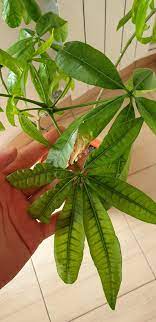 Problem With Pachira Aquatica Does Anybody Know Some Reasons Why The Leaves Would Be Turning Yellow And Falling G House Plant Care Plant Leaves House Plants