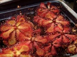 Image result for Drosera dielsiana
