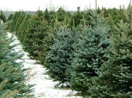 Maybe you would like to learn more about one of these? Northeast Ohio Christmas Tree Farms