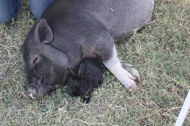 Maybe you would like to learn more about one of these? Cricket S Mobile Petting Zoo Posts Facebook