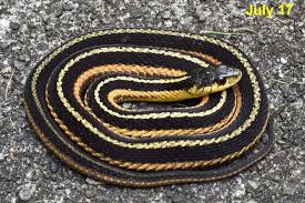 Unlike most of their brethren they are not poisonous and are quite harmless on their own; Thamnophis Sirtalis Common Gartersnake Vermont Reptile And Amphibian Atlas