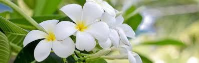 It's easily one of the most recognisable beauties of the state. Aloha Tropicals Exotic Trees Tropical Plants Flowers