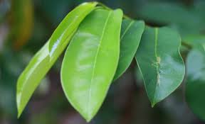 Maybe you would like to learn more about one of these? Manfaat Daun Sirsak Obat Kanker Dan Depresi Honestdocs