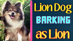 Get the best deals on dogs for sale in sri lanka with price ads in sri lanka. Barking Lion Pomeranian Puppy Sri Lankan Pomeranian Youtube