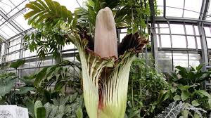 Gerade ist ein mitarbeiter durchs bild gelaufen! Dortmund Grosste Blume Der Welt Titanenwurz David Bluht Im Botanischen Garten