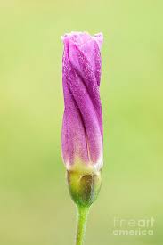 Image result for Convolvulaceae
