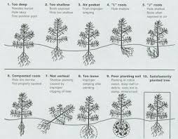 Tree Seedling Care