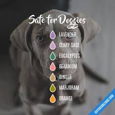 As mentioned, 100 ml essential oil diffuser is the most common type in the market. Safe For Doggies Essential Oil Diffuser Blend Essential Oils Dogs Essential Oil Diffuser Blends Oil Diffuser Blends