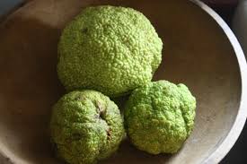 Very often a hedge apple is incorrectly referred to as a hedge ball, horse apple, green brains, monkey balls or mock orange. Osage Orange Hedge Apple Horse Apple Or Bodark Trees Paula Walton S 18th Century Home Journal