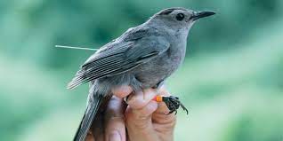 Gray Catbirds Smithsonian S National Zoo