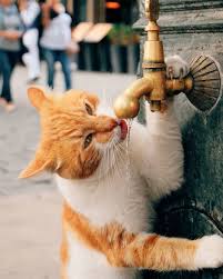 Ortakoy Deki Halka Acik Bir Cesmeden Kedi Iciyor Acaba Cok Komik Hayvanlar Komik Kopek Fotograflari Cok Sirin Hayvanlar
