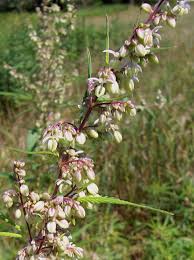 Image result for Cannabaceae